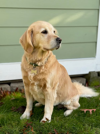 Pampered Puppers Grooming Salon - Image 1