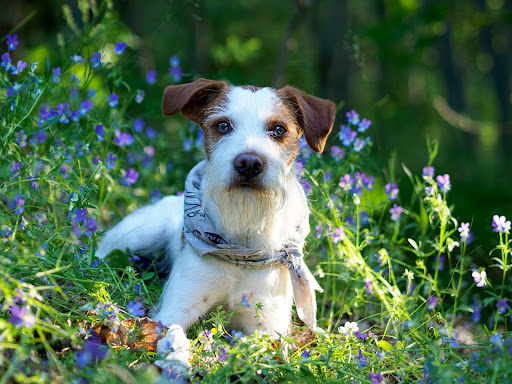 Animal Medical Clinic of Fremont - Image 1