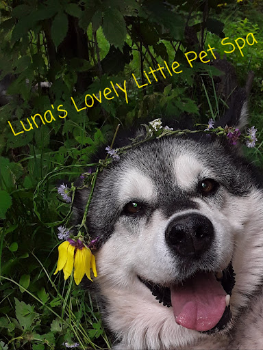 Luna's Lovely Little Pet Spa - Image 1