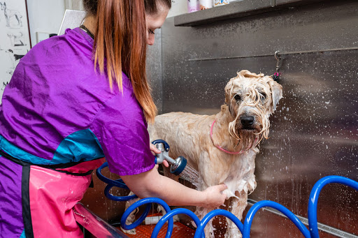 Pooch Paws / The Groomers Place - Image 1