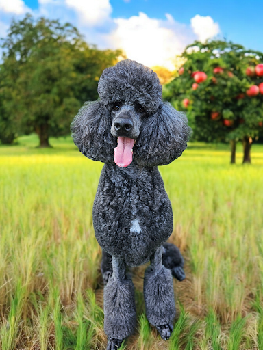 Tails & Topknots Grooming Salon LLC - Image 1