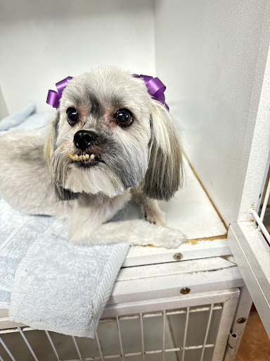 Giggles Dog Groomer - Image 1