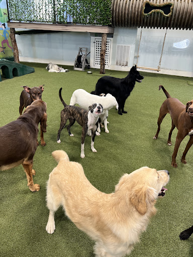 Bark City Doggy Daycare - Image 1