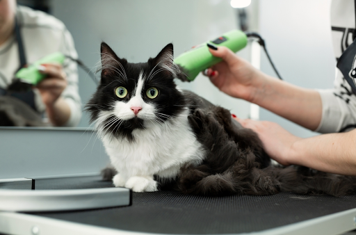 John's Pet Grooming - Image 1