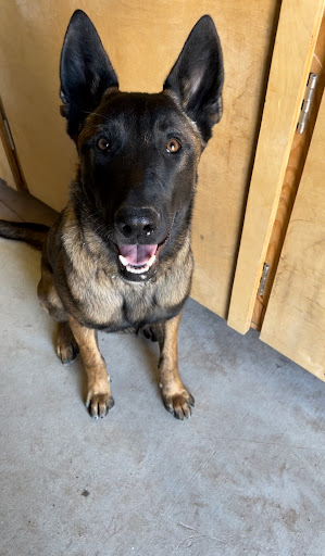 Foothills Dog Ranch - Image 1