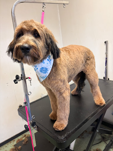 Perfect Touch Dog Grooming - Image 1