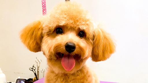 Pampered Puppy Pet Grooming - Image 1