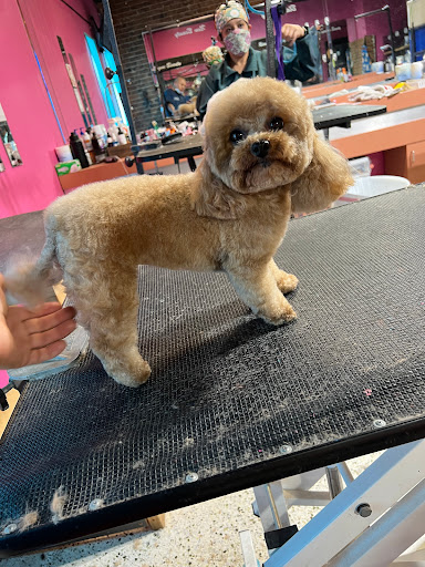 Victor's Pet Grooming - Image 1