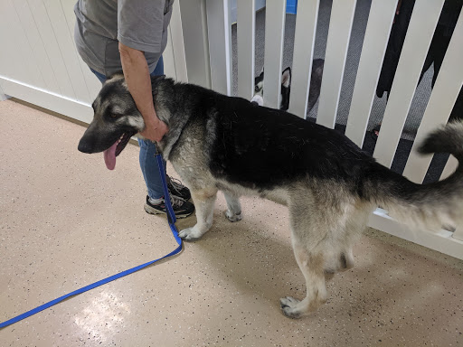 Playful Paws Daycare & Boarding - Image 1