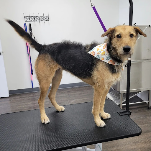 Phases Pet Salon - Image 1