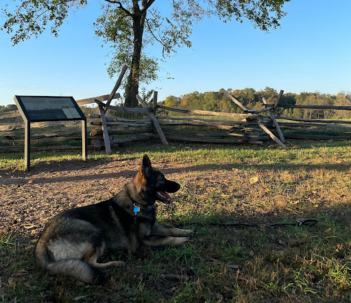 Family Dog Training Center - Image 1