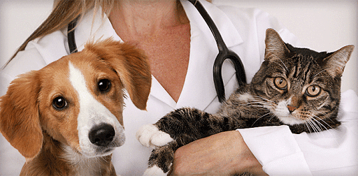 Colorado River Animal Medical Center - Image 1