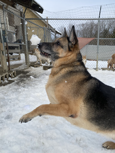 El Rancho Kennels - Image 1