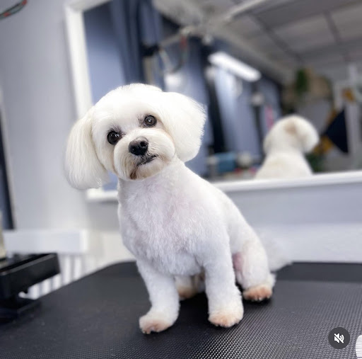 21Pooch Dog & Cat grooming salon - Image 1