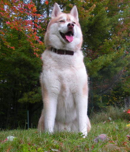 Pooch Parlor - Image 1