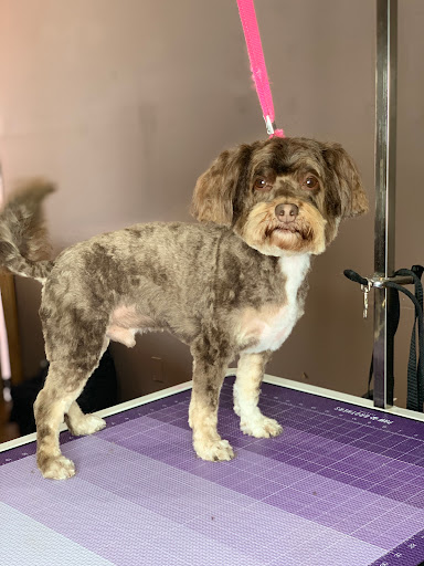 A&B Quality Pet Styling Salon - Image 1