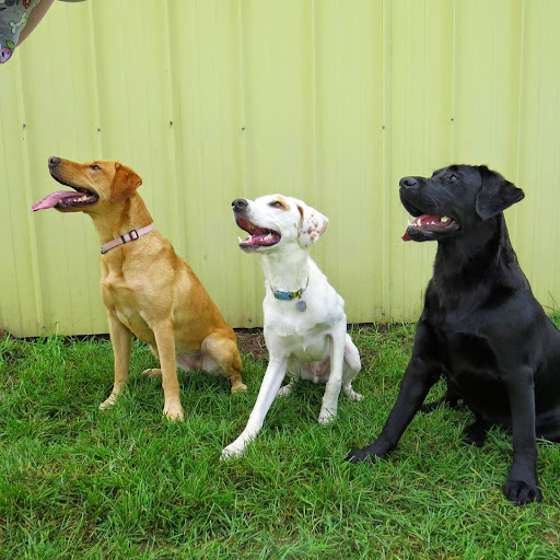 Family Pet Boarding - Image 1