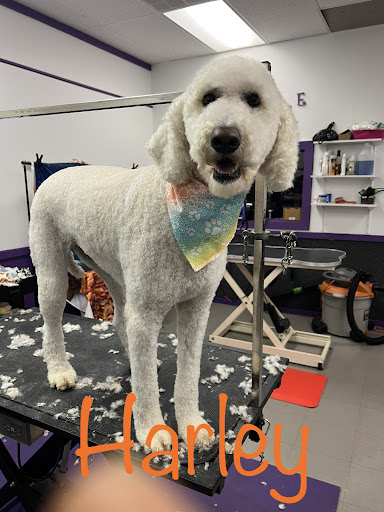 Boujee Buddies Pet Salon and Doggie Daycare - Image 1