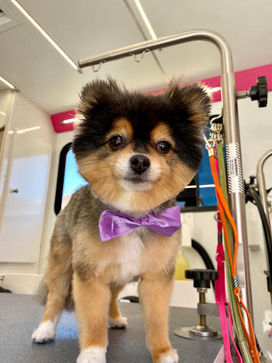 The Barn Dog Grooming Salon - Image 1