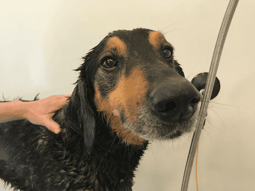 Bark House Grooming - Image 1