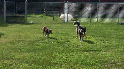 Dogs Day Out: Dog Daycare - Image 1