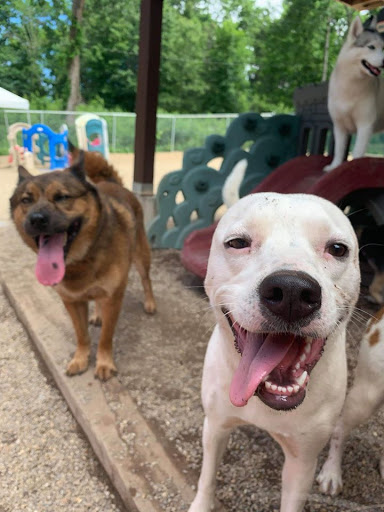 Woof Woof Daycare & Boarding - Image 1