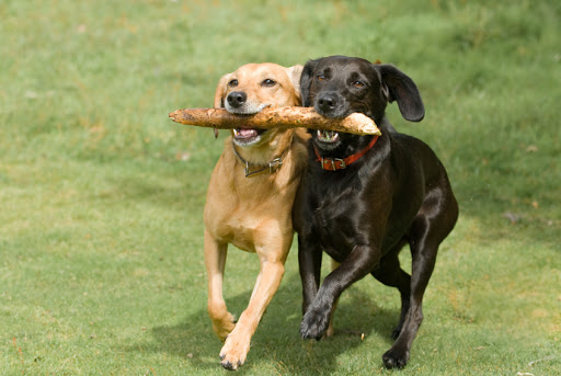 C.F. Pawsitive Packleader Doggie Daycare & Training - Image 1