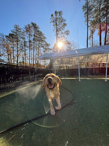 Harmony Pet Resort & Spa - Image 1