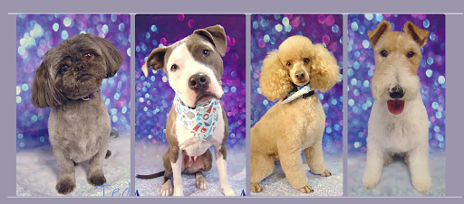 Spike Dog Grooming and Boutique, LLP - Image 1