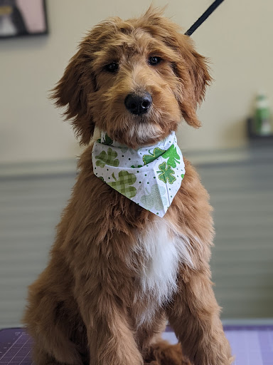 Bandanas and Bows Grooming Salon - Image 1