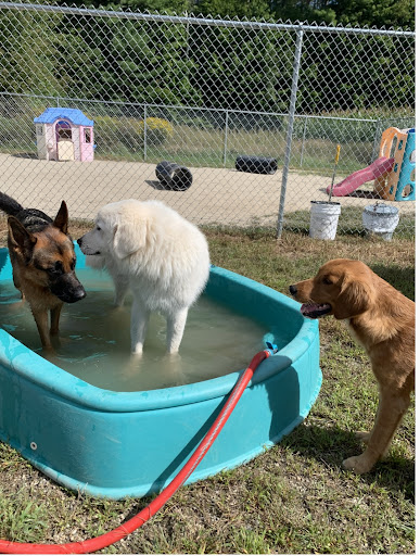 Pampered Pooch Canine Enrichment Center - Image 1