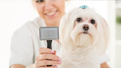 Animal Land Pet Grooming - Image 1