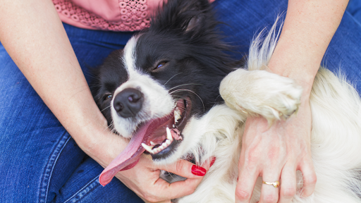 St. Matthews Animal Clinic - Image 1