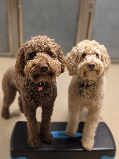 Bed & Bark Boarding and Daycare - Image 1