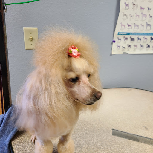 Kayla's Happy Tails Grooming - Image 1