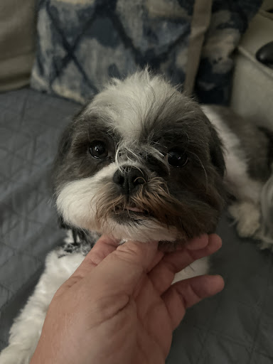 Old Bridge Grooming Shop - Image 1