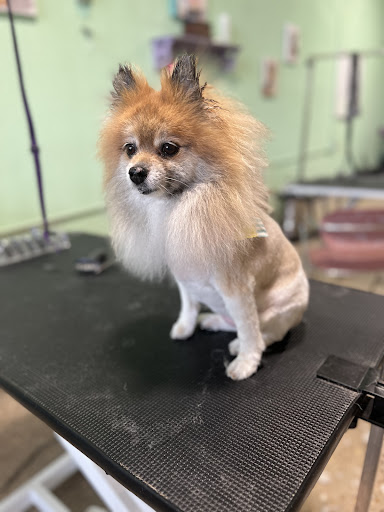 Bark Bath & Beyond Grooming - Image 1