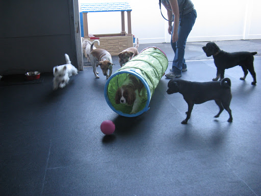 GoodFellas Doggy Daycare - Image 1