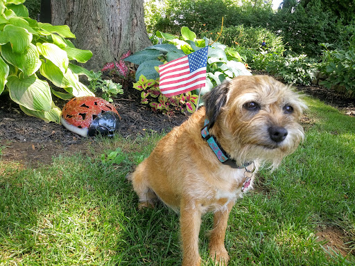 The Proud Pooch - Image 1