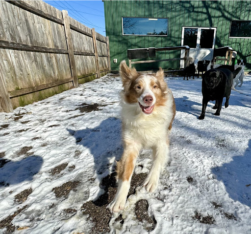 Play Dog Play Training Center - Image 1