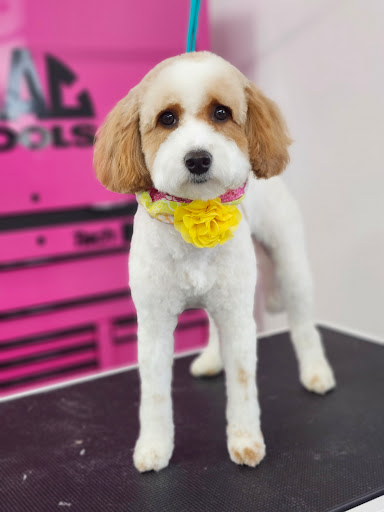 CosmoPAWlitan Pet Grooming Studio - Image 1