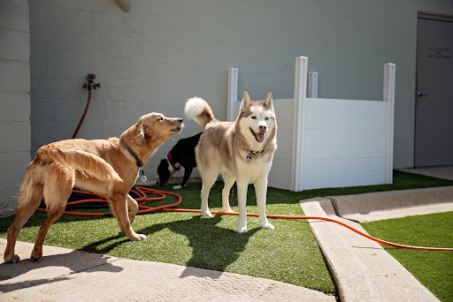 Lap of Luxury Pet Resort - Image 1