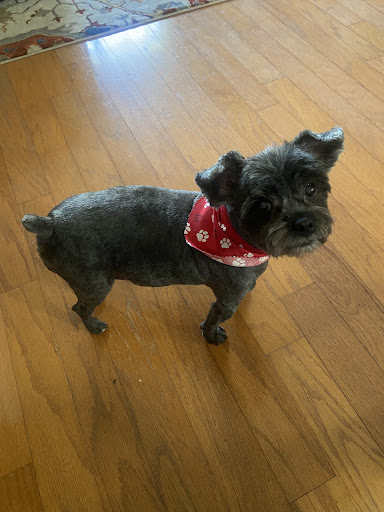 Paw Prints Grooming Center - Image 1