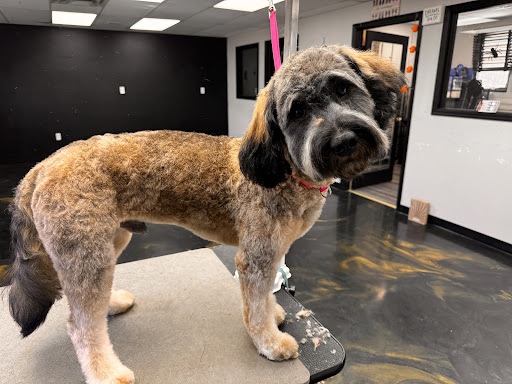 Tidy Tail Grooming Salon - Image 1