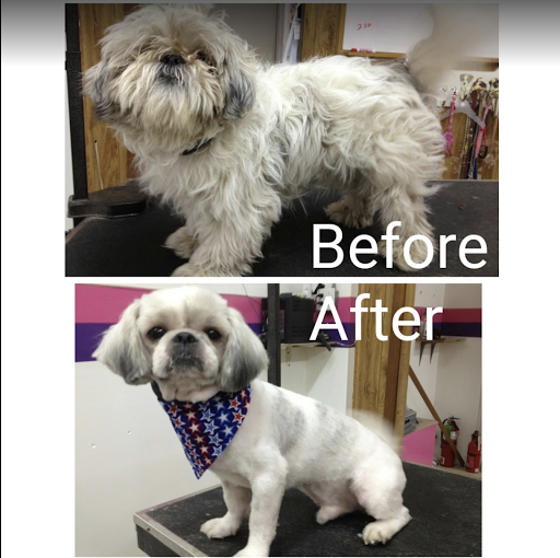 Splash Grooming Pet Salon - Image 1