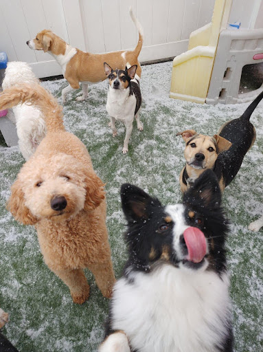 Lucky Dog Luxury Daycare & Boarding - Image 1