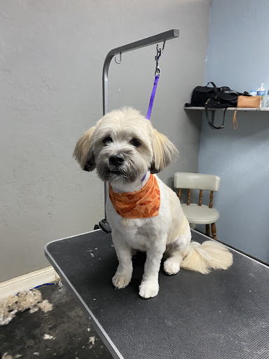 The Poochie Parlor Pet Spa - Image 1