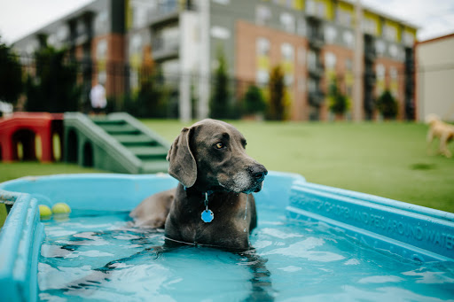 9th Street Barking Lot: An Urban Dog Daycare - Image 1