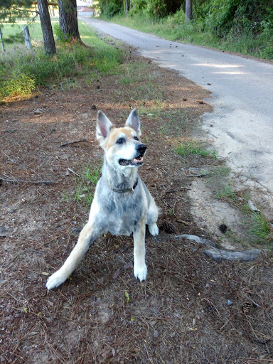 Jamie's Dog Grooming - Image 1