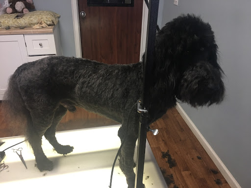 Top Dog Grooming Salon - Image 1